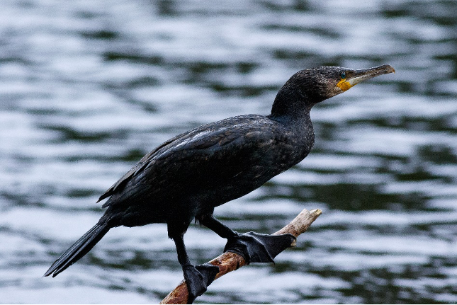 oiseau